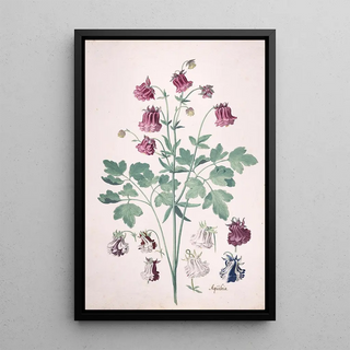 Pieter Holsteyn II - A Columbine or Grannys Bonnet Aquilegia with Additional Studies of Flowers.webp