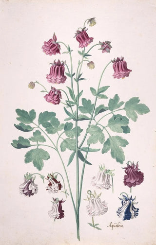Pieter Holsteyn II - A Columbine or Grannys Bonnet Aquilegia with Additional Studies of Flowers.webp