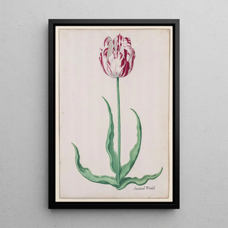 Pieter Holsteyn II - Study of a Tulip Ammirael Winckel.webp