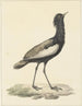 Baardtrap (Eupodotis bengalensis) - Pieter Pietersz Barbiers — vy av konstverket