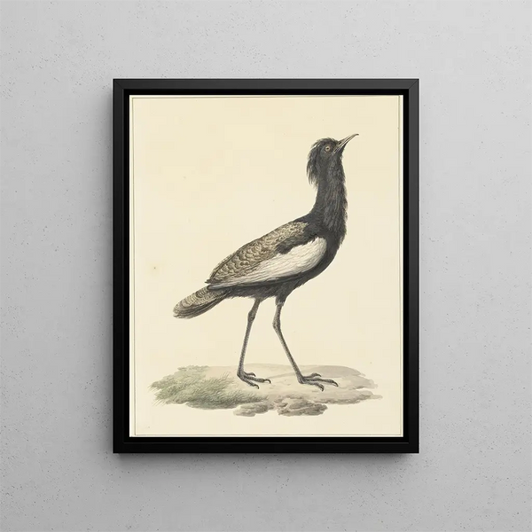 Pieter Pietersz Barbiers - Baardtrap Eupodotis bengalensis Houbaropsis bengalensis.webp