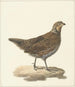Colin de Virginie Colinus virginianus - Pieter Pietersz. Barbiers — vy av konstverket