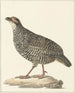 Francolin de Chine Excalfactoria chinensis - Pieter Pietersz. Barbiers — vy av konstverket
