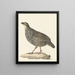 Francolin de Chine Excalfactoria chinensis - Pieter Pietersz. Barbiers — inramlat konstverk på väggen