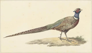 Pieter Pietersz Barbiers - Fazant.webp