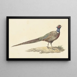 Pieter Pietersz Barbiers - Fazant.webp