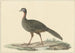 Marailjakohoen Pénélope Marail - Pieter Pietersz Barbiers — vy av konstverket
