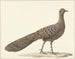 Påfågel spegel - Pieter Pietersz Barbiers — vy av konstverket