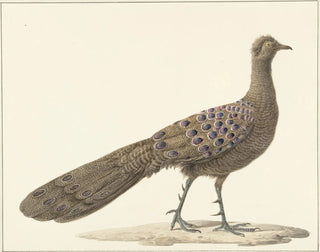 Påfågel spegel - Pieter Pietersz Barbiers — vy av konstverket