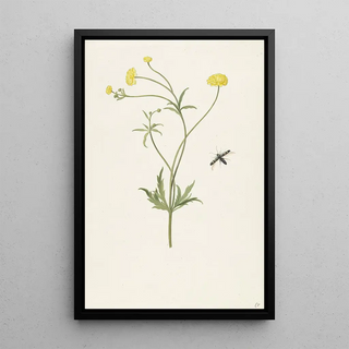 Pieter Withoos - Dubbele gele ranonkel en insekt.webp