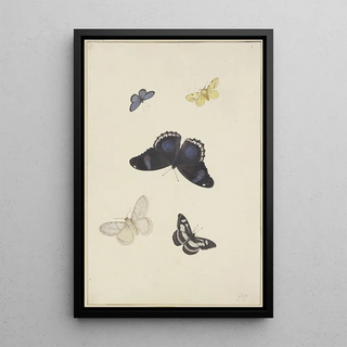 Pieter Withoos - Five butterflies.webp