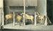 Quatre chevaux dans des boxes Scharreweide - Pieter van Loon — vy av konstverket