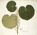 Piper umbellatum - Nikolaus Joseph Freiherr von Jacquin — vy av konstverket