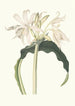 Amaryllis Aulica - Priscilla Susan Bury — vy av konstverket