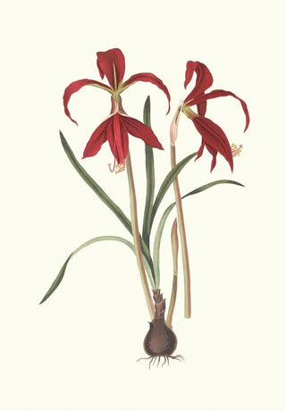 Priscilla Susan Bury - Amaryllis Formosissima.webp