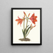 Amaryllis regina amaryllis lys mexikansk - Priscilla Susan Bury — inramlat konstverk på väggen