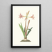Amaryllis Vittata Minor - Priscilla Susan Bury — inramlat konstverk på väggen