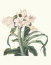 Crinum scabrum - Priscilla Susan Bury — vy av konstverket