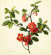 Pyrus japonica coing japonais - Mary Lawrance — vy av konstverket