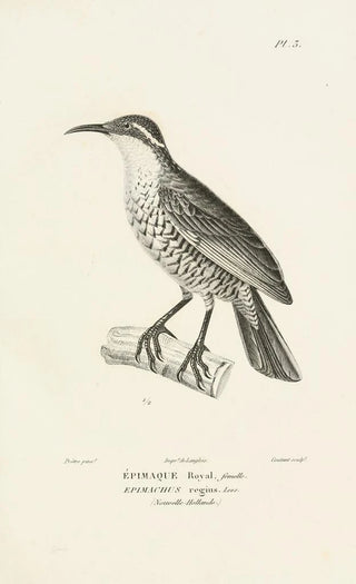 RenPrimevre Lesson - Centurie zoologique Pl03.webp