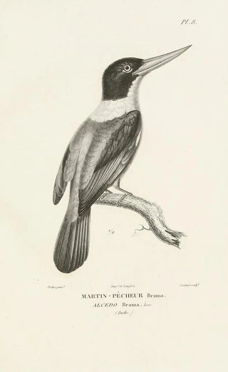 RenPrimevre Lesson - Centurie zoologique Pl08.webp