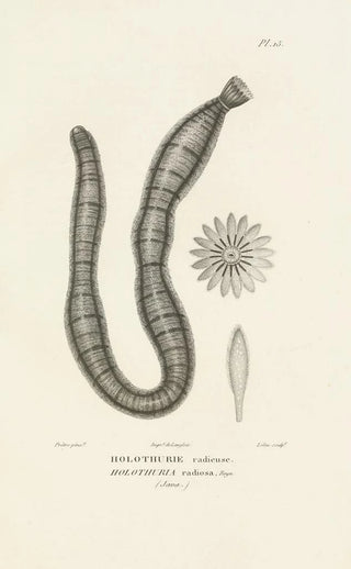 RenPrimevre Lesson - Centurie zoologique Pl15.webp