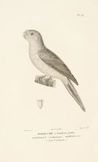 RenPrimevre Lesson - Centurie zoologique Pl18.webp