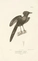 Centurie zoologique Pl19 - René Primevère Lesson — vy av konstverket