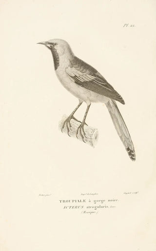 RenPrimevre Lesson - Centurie zoologique Pl22.webp