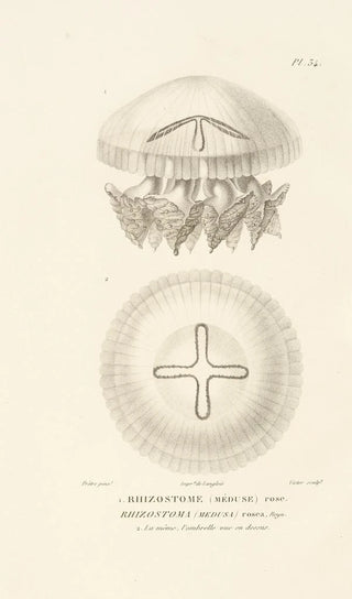 RenPrimevre Lesson - Centurie zoologique Pl34.webp
