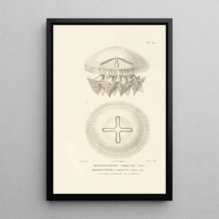 RenPrimevre Lesson - Centurie zoologique Pl34.webp