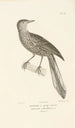 Centurie zoologique Pl36 - René Primevère Lesson — vy av konstverket