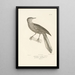 Centurie zoologique Pl36 - René Primevère Lesson — inramlat konstverk på väggen