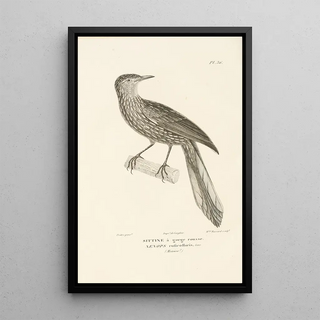 RenPrimevre Lesson - Centurie zoologique Pl36.webp