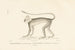 Centurie Zoologique Pl40 - René Primevère Lesson — vy av konstverket