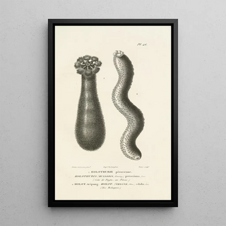 RenPrimevre Lesson - Centurie zoologique Pl46.webp