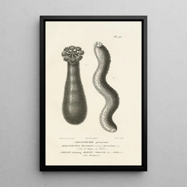 Centurie zoologique Pl46 - René Primevère Lesson — inramlat konstverk på väggen