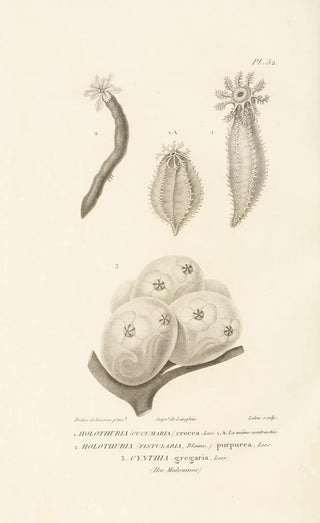 RenPrimevre Lesson - Centurie zoologique Pl52.webp