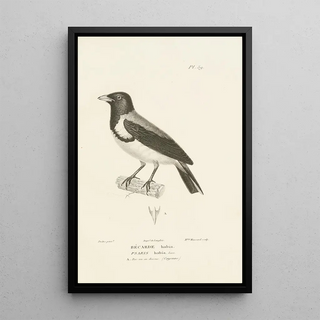 RenPrimevre Lesson - Centurie zoologique Pl58.webp