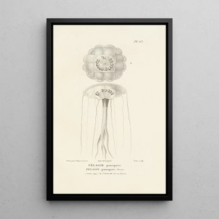 RenPrimevre Lesson - Centurie zoologique Pl62.webp