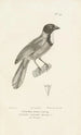 Centurie zoologique Pl68 - René Primevère Lesson — vy av konstverket