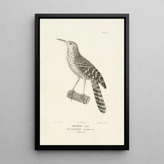 RenPrimevre Lesson - Centurie zoologique Pl69.webp