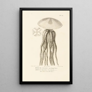 RenPrimevre Lesson - Centurie zoologique Pl79.webp