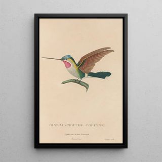 RenPrimevre Lesson - Histoire naturelle des oiseauxmouches Pl02.webp