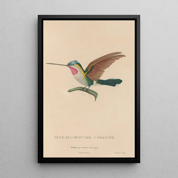 Histoire naturelle des oiseaux-mouches Pl02 - René Primevère Lesson — inramlat konstverk på väggen
