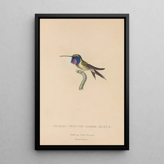 RenPrimevre Lesson - Histoire naturelle des oiseauxmouches Pl05.webp