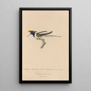 RenPrimevre Lesson - Histoire naturelle des oiseauxmouches Pl07.webp