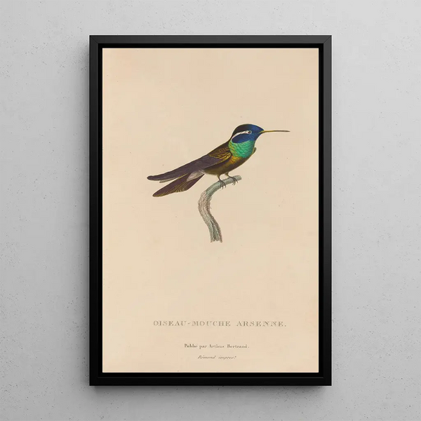 Histoire naturelle des oiseaux-mouches Pl09 - René Primevère Lesson — inramlat konstverk på väggen