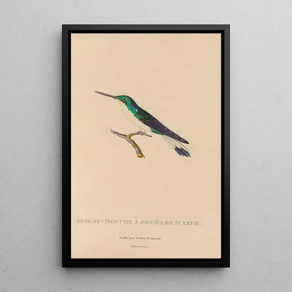 Histoire naturelle des oiseaux-mouches Pl10 - René Primevère Lesson — inramlat konstverk på väggen