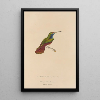 RenPrimevre Lesson - Histoire naturelle des oiseauxmouches Pl12.webp